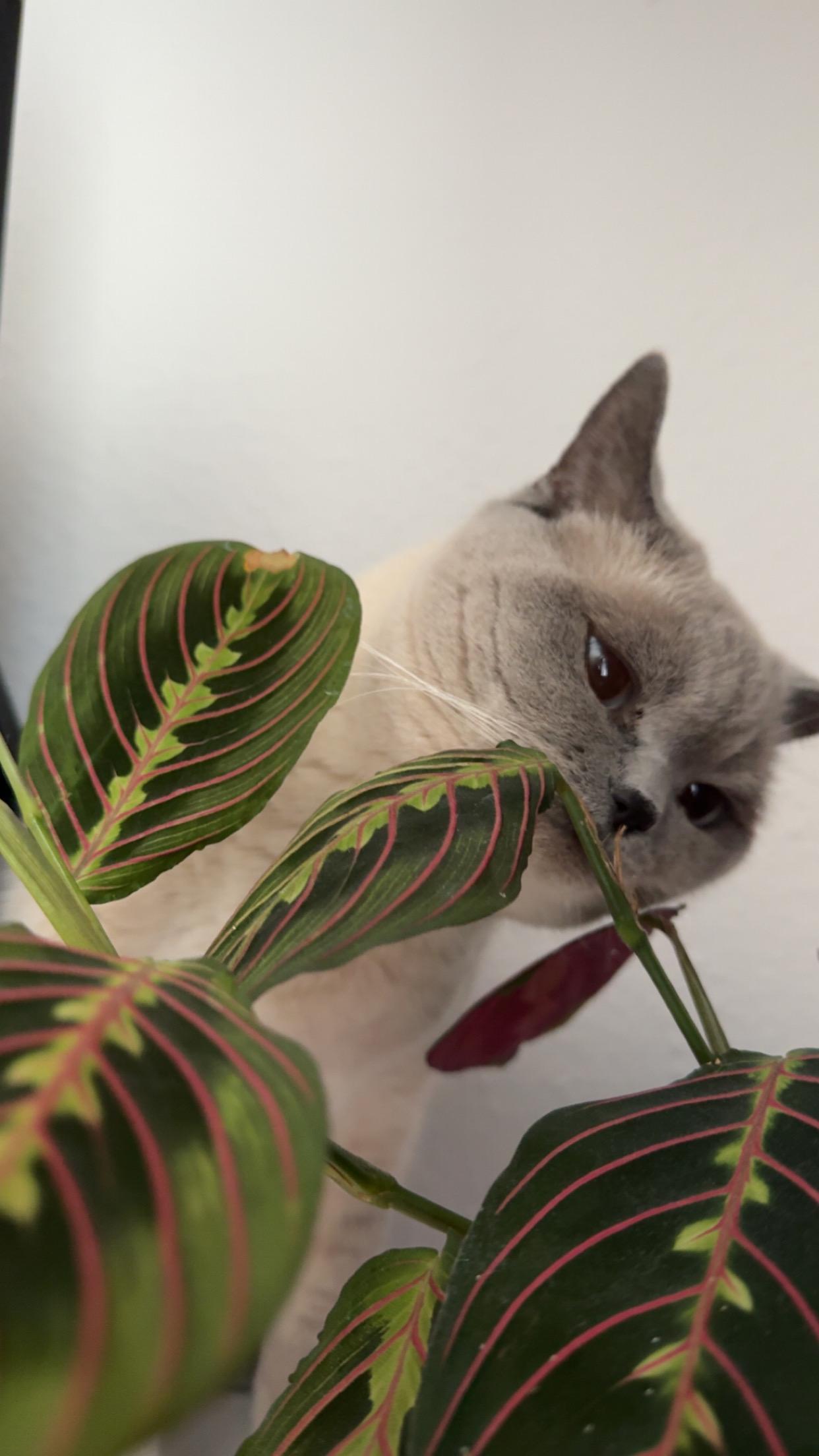 Heute gabs vegetarisch