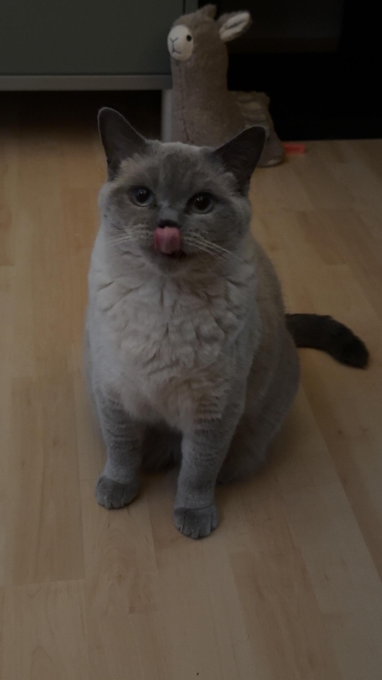 mlem